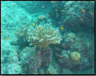 Remotely Operated Vehical (ROV) Developed By NIOT, Ministry of Earth Sciences Maps the Coral Reefs in Andman and Nicobar Islands